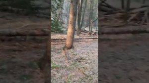 Песня-сказка "Про нечисть" (Высоцкий)