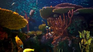 Фон Аквариум