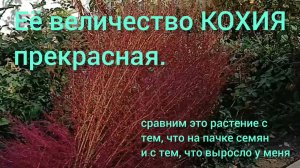 Вырастила то ли Кохию, то ли что-то другое. Пытаюсь разобраться
