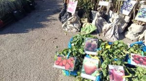 В город на кубанскую ярмарку 🍓🍐🍑🍏🍒 Купила что хотели🌱