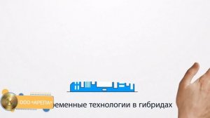 ООО «Арепа». Презентация.