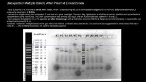 Unexpected Multiple Bands After Plasmid Linearization: Insights on Gel Electrophoresis Results