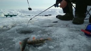 Рыбалка на СУДАКА, ОКУНЯ на Верхнеуральском водохранилище . Лопата не помогла, а лыжи в самый раз.