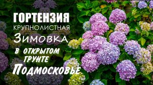 Гортензия крупнолистная Bloom Star. Зимовка в Подмосковье