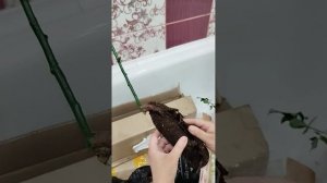 распаковка розы с Озона