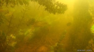 Река Сейм.Курск.Подводный мир в руинах Красного моста.Много разной рыбы.4К.8 июля 2023