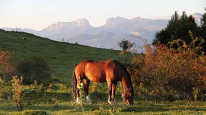 Сказки Большого Тхача_2019