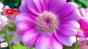 Отдала всю жизнь ради счастья семьи... А когда пьяный муж...