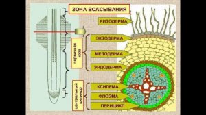 Что внутри корня? Урок для младших школьников по биологии