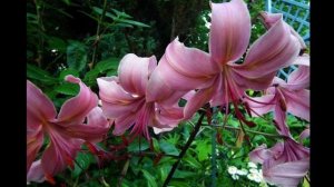 Lilie – lata 2004-2018 (9) Mister Cas, Pink Flavour, Scheherazade, Flore Pleno - 30 obrazów