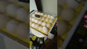 16 день инкубации. Проветривание