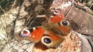 Бабочка Павлиний глаз.Уж обыкновенный.4К.Апрель 2024