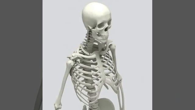 3D Model Human Skeleton At 3DExport.com