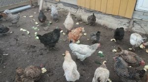 Даю курочкам кабачки. Петушок Петя 🐓 собственной персоной и хозяюшка Лапа всегда рядом ☝