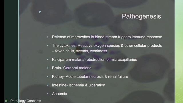 Malaria- Species, life cycle & diagnosis #pathology #hematology #pathologylab #smear