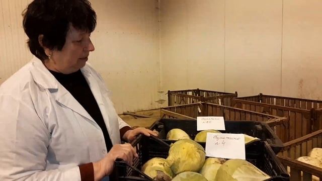 Оценка гибридов капусты белокочанной смотреть онлайн