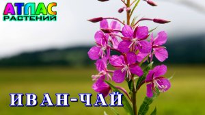 Иван-чай Атлас Растений