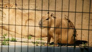 побег от капебары паркур в роблокс