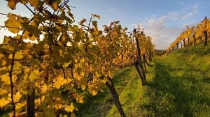 5694889-hd_1920_1080_30fps