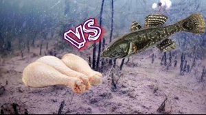 РОТАН убийца РВЕТ КУРИЦУ на части. Подводная съемка. Ловля ротана