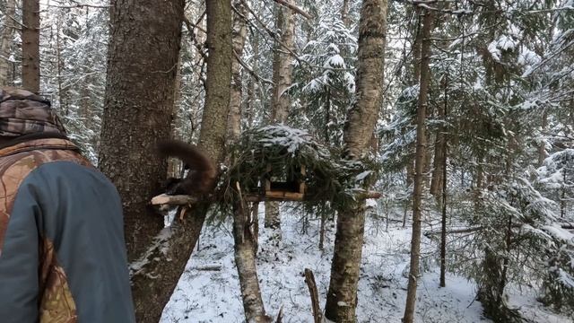 Проверка капканов. Две куницы за выход!