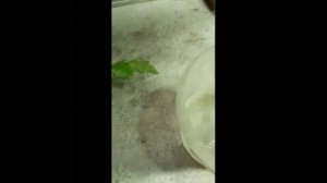 Как исправить переросшую рассаду томатов. СРЕЗАТЬ!!!