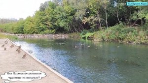 Что напугало уток? Кормим уток на Плетенке. Плотина на реке возле ЖК Метро Парк Рязань. Сентябрь2023