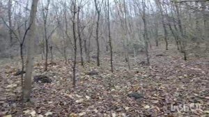 коп в дремучем лесу