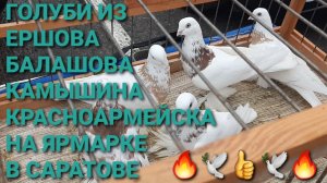 Голуби из Красноармейска, Ершова,  Балашова, Камышина на ярмарке в Саратове. Птичий рынок 09.11.24.