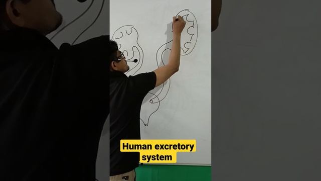 Human excretory system #short#short video#viral video#