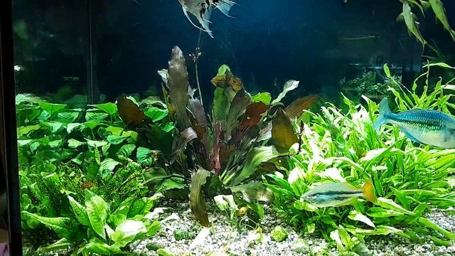 эхинодорус пустил стрелки смотреть онлайн