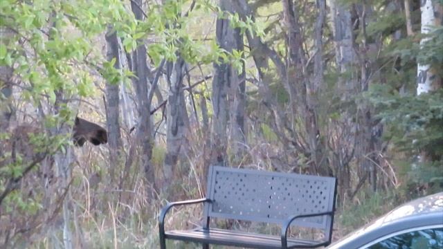 Alaska Update Moose Walmart Garden Bench - Moose - Snow Geese
