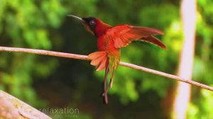 (4K) Breathtaking Colorful Birds of the Rainforest PART IV 1HR Wildlife Nature Film + Jungle Sounds