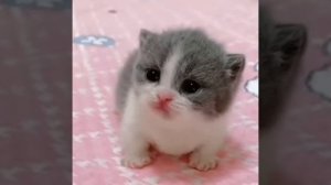 Котик плачет
