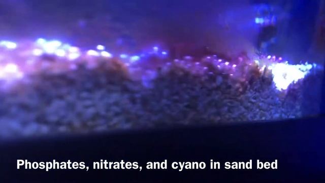 Battling Cyanobacteria
