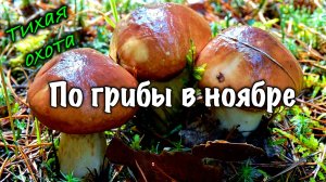 Ирландия🇮🇪Грибная Разведка/Какие Грибы растут в Ноябре/Тихая Охота/Маслята/Дубовик