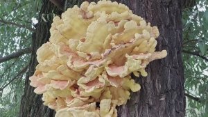 Санкт-Петербург Парк победы «Фонтан Венок славы»