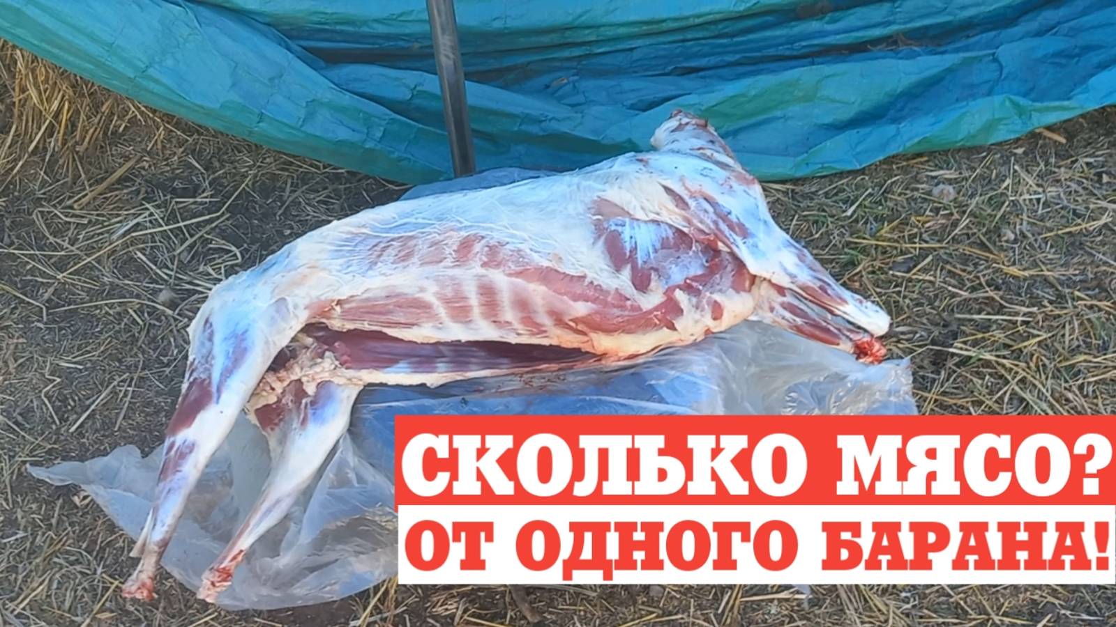 Сколько мясо даёт баранчик. Какой выход мяса у овец и баранов. смотреть онлайн
