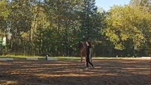 ПОВЕДЕНИЕ ЛОШАДИ, АНАЛИЗ видео подписчика