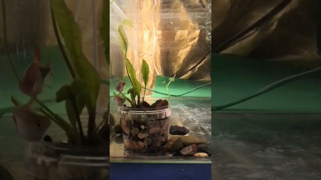 Rasbora heteromorpha, trigonostigma heteromorpha Spawning, Noun. Нерест расбора.Красота,ухаживание.