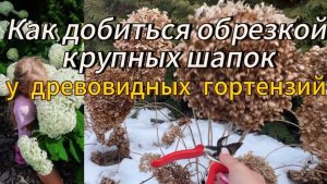 Февраль. Обрезаем древовидные гортензии. В обзоре Лиметта, Свит, Пинк 2, и др. новинки.