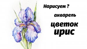 Как нарисовать цветок ириса
