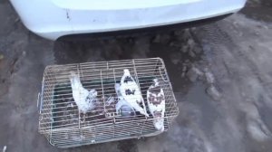 ПТИЧИЙ РЫНОК. УФА. 10 НОЯБРЯ 2024 г.