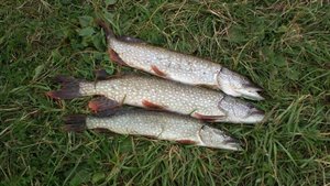 Ловля щуки на спиннинг!!!