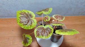 Begonia Dongonrensis. 03.11.24