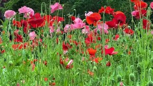 Старинный заговор на удачу