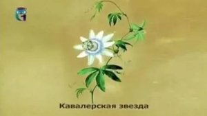 Кавалерская звезда (Пассифлора)