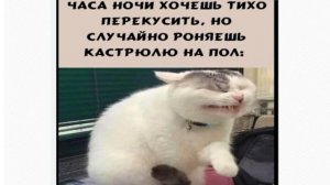 Приколы с котиками :3 #котики #мемы #мем #приколы2024 (ЗАЙДИ В ОПИСАНИЕ)