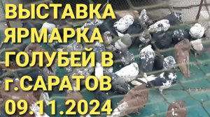 Выставка-ярмарка голубей в г.Саратов 09.11.24.