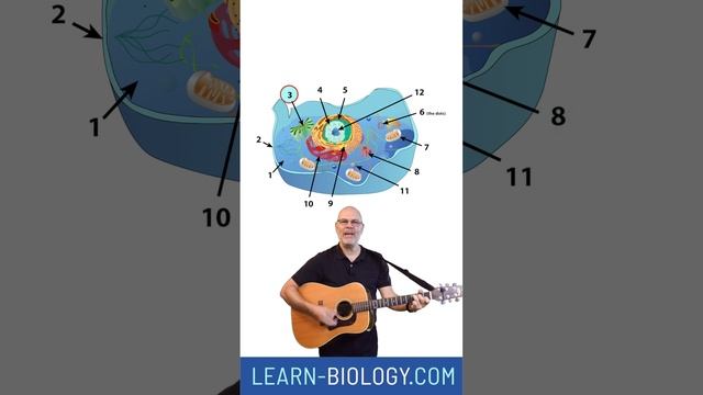 Animal Cells Quiz, part 1 #apbiology #ibbiology #cellstructure